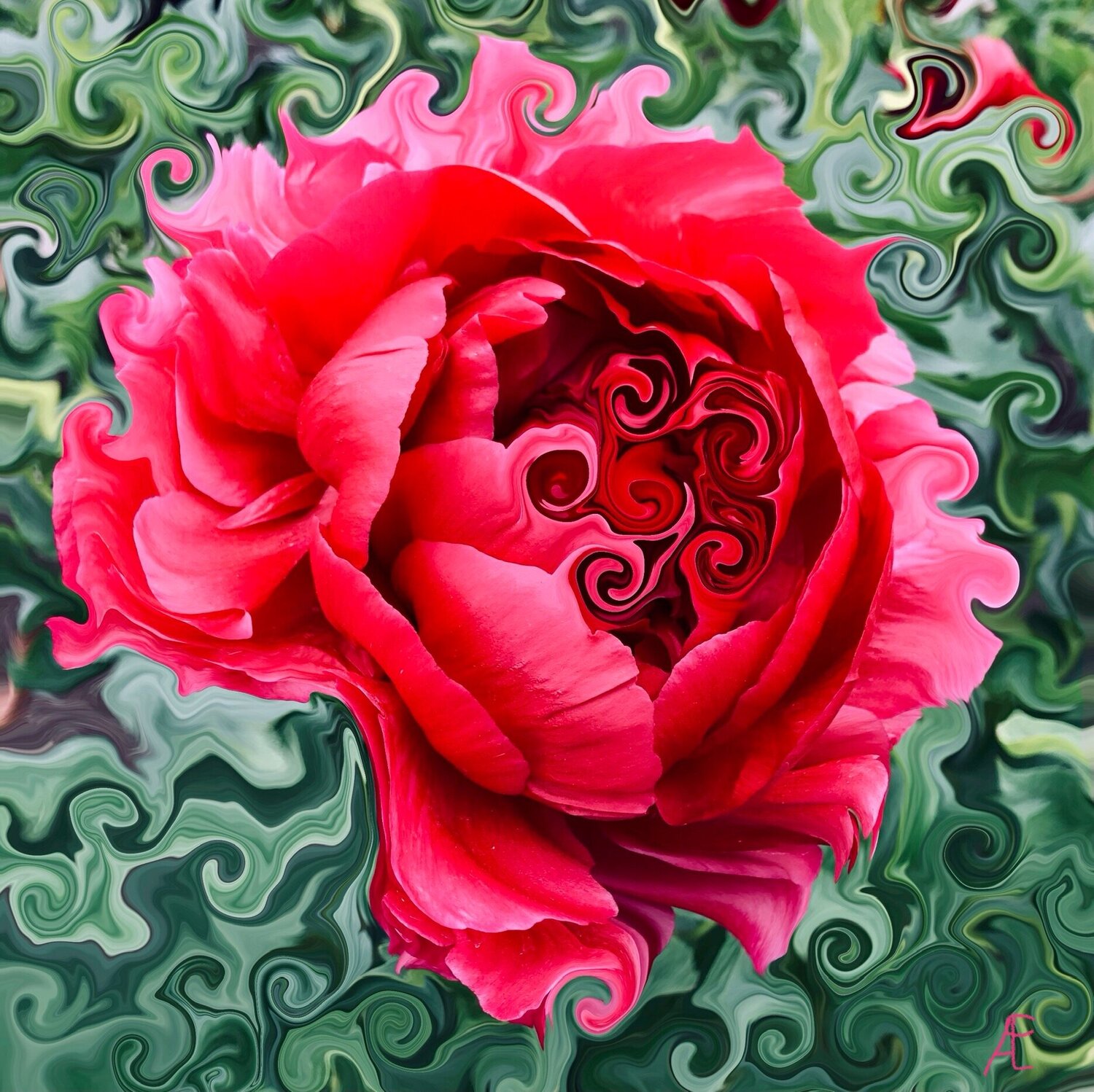 Peony in dark pink Claudia Altemeier Fotografía en venta