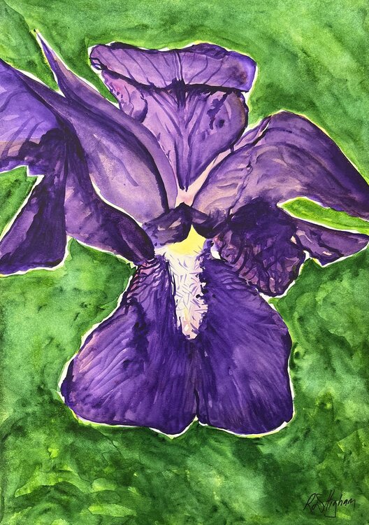 spring Iris Richard Higham