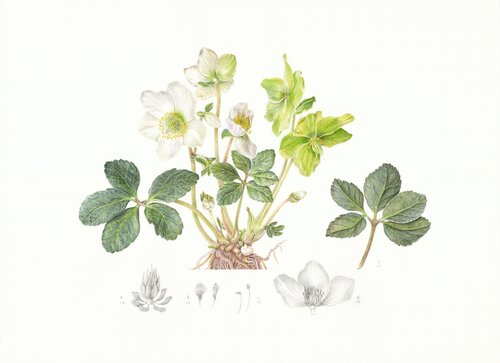 Christmas rose, flowers, original watercolor botanical illustration di Olga Akimtseva, Pittura in vendita su Singulart