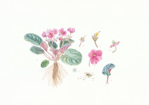 African violet ‘Optimara Michigan’.  Flowers. Watercolor Botanical Illustration on 100% cotton paper von Olga Akimtseva, Malerei kaufen auf Singulart