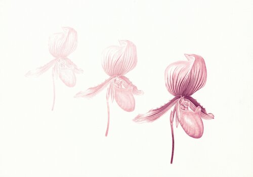 Orhids, original handmade botanical art, watercolor on 100% cotton paper. Flowers van Olga Akimtseva, Schilderij te koop op Singulart