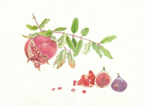 Pomegranate & figs, original watercolor illustration on 100% cotton paper von Olga Akimtseva, Malerei kaufen auf Singulart