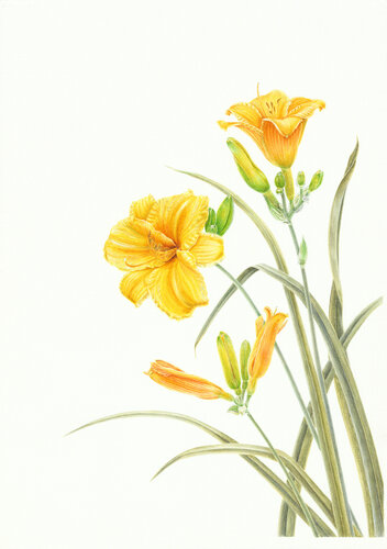 Daylily 'Stella De Oro', botanical art, flowers, original watercolor on 100% cotton paper van Olga Akimtseva, Schilderij te koop op Singulart