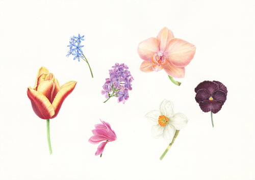 Flower collection. Original watercolor painting on 100% cotton paper. Flowers van Olga Akimtseva, Schilderij te koop op Singulart