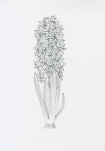 Hyacinth, original drawing, flower von Olga Akimtseva, Zeichnungen kaufen auf Singulart