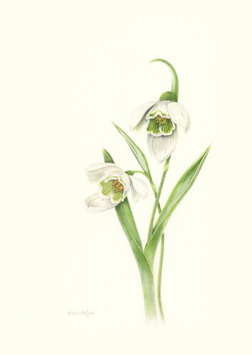 Realiatic Snowdrops de Olga Akimtseva, Pintura a la venta en Singulart