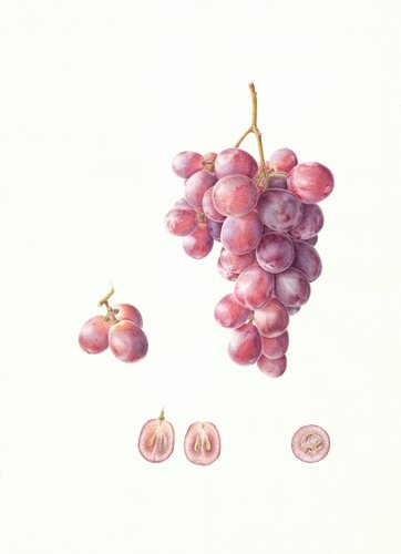 Grape "Red Globo", original watercolor botanical illustration on 100% cotton paper van Olga Akimtseva, Schilderij te koop op Singulart