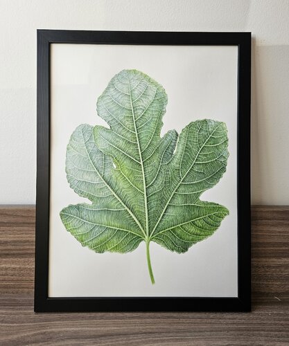 Fig Leaf, original watercolor botanical illustration on 100% cotton paper von Olga Akimtseva, Malerei kaufen auf Singulart
