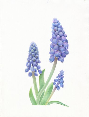 Muscari, botanical art, flowers, original watercolor on 100% cotton paper von Olga Akimtseva, Malerei kaufen auf Singulart