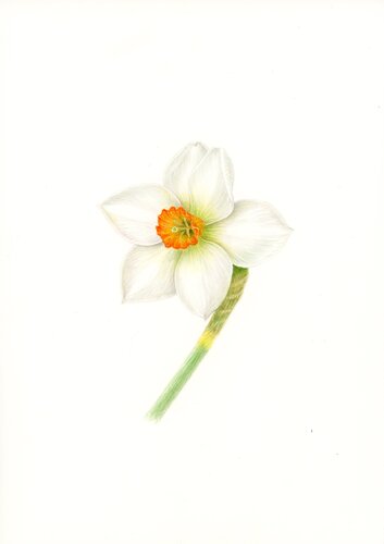 Narcissus poeticus botanical art par Olga Akimtseva, Œuvre sur papier en vente sur Singulart