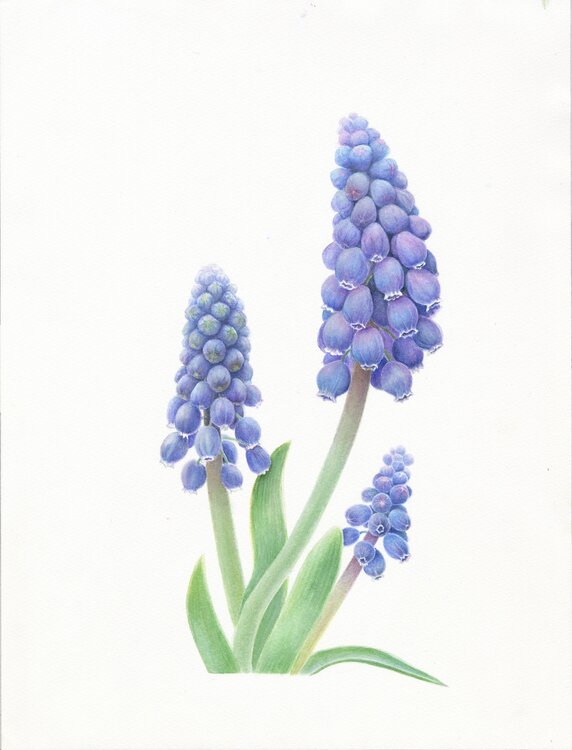 Muscari, botanical art, flowers, original watercolor on 100% cotton paper Olga Akimtseva