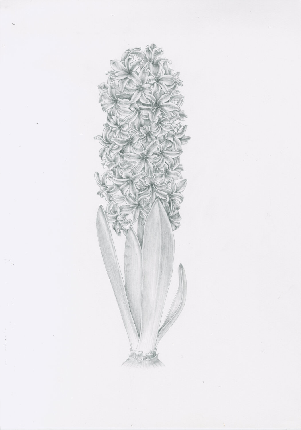 Hyacinth, original drawing, flower Olga Akimtseva