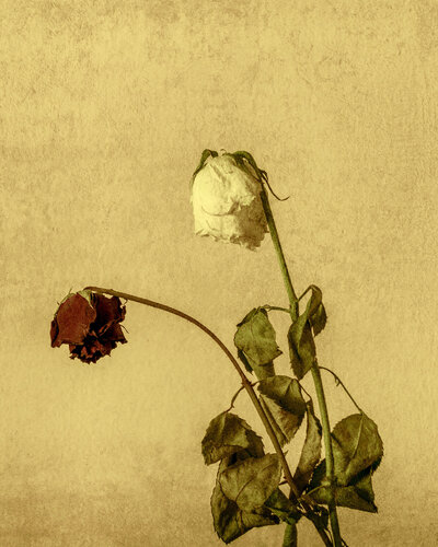 Memento Mori II by Giovanni Maria Sacco, Photography for Sale on Singulart