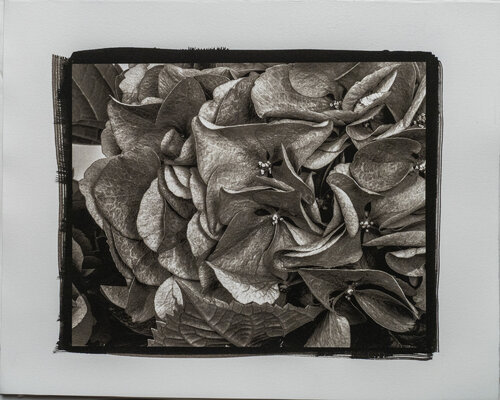 PLATINUM PALLADIUM - STILL LIFE #2 de Giovanni Maria Sacco, Fotografía a la venta en Singulart