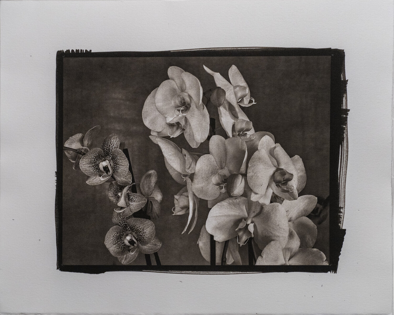 PLATINUM PALLADIUM - STILL LIFE #1 Giovanni Maria Sacco Fotografie zu verkaufen