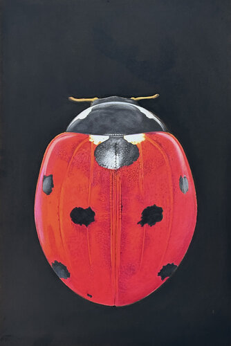 Marienkäfer di Marc Häberlin, Pittura in vendita su Singulart