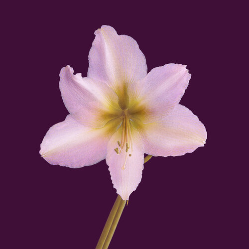 Ama Pure 1 von Jens-Christian Wittig, Druck kaufen auf Singulart