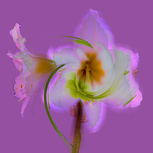Ama 5 Pink by Jens-Christian Wittig, Print for Sale on Singulart