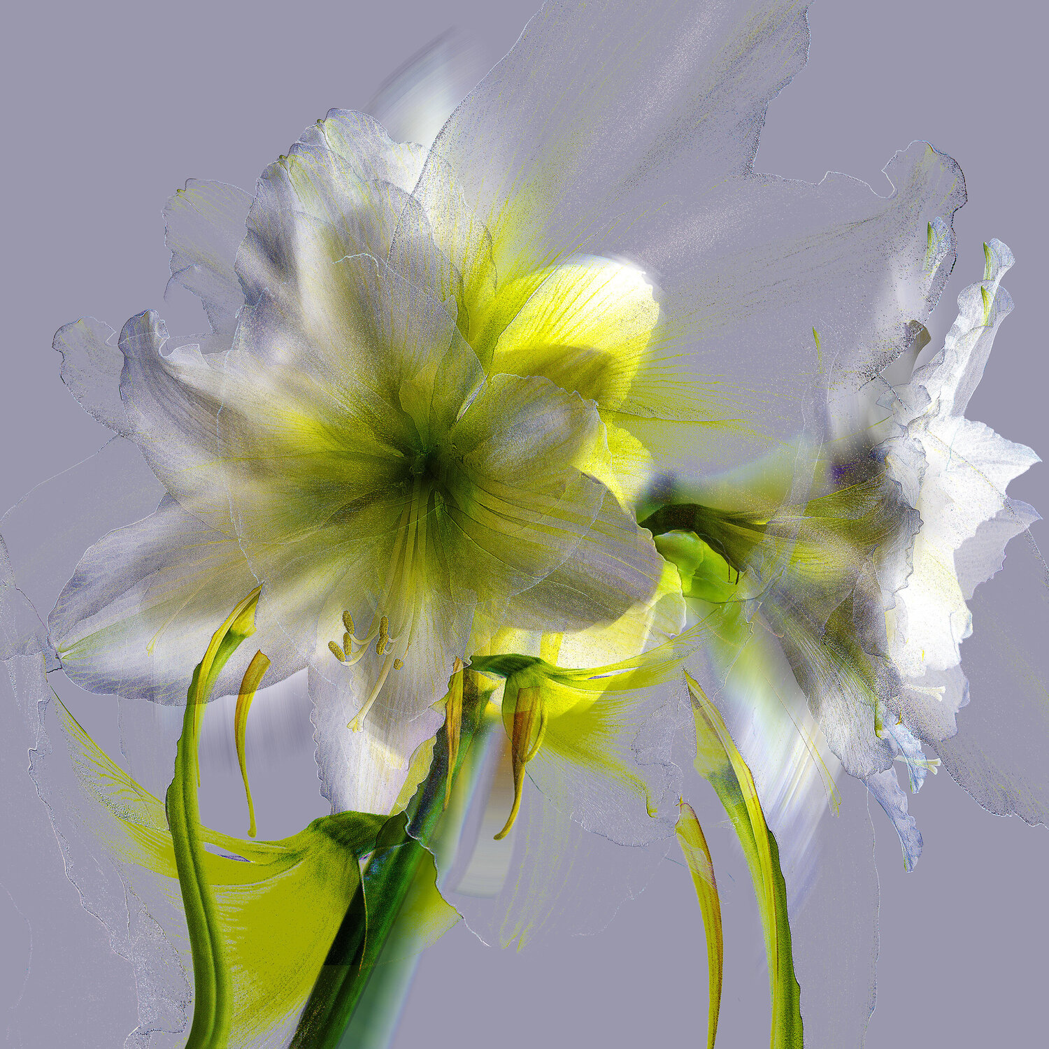 Ama 1 Grey Yellow Jens-Christian Wittig