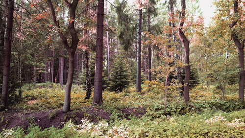 Forest Composition von Vera Zimmermann, Fotografie kaufen auf Singulart