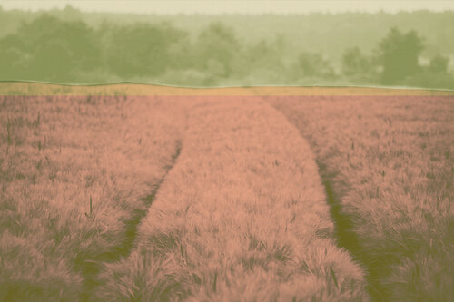 Feld von Vera Zimmermann, Fotografie kaufen auf Singulart