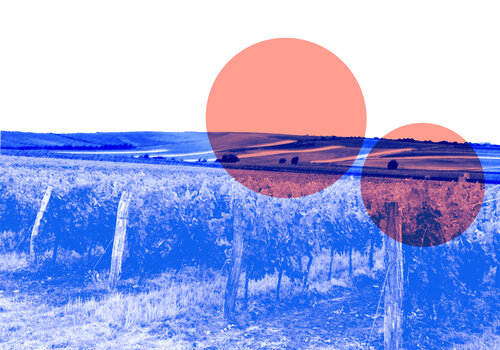 Weinberg von Vera Zimmermann, Digital kaufen auf Singulart