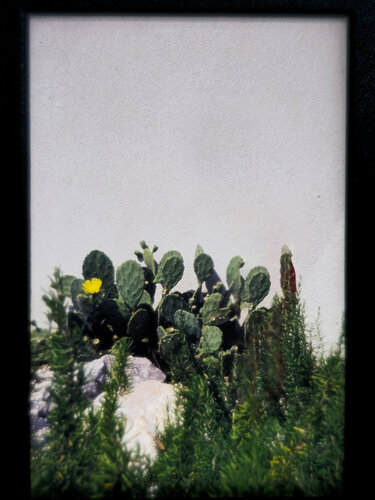 Kakteen von Vera Zimmermann, Fotografie kaufen auf Singulart