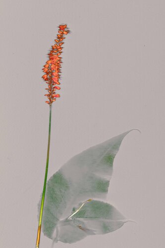 Plan I - Crocosmia von Vera Zimmermann, Fotografie kaufen auf Singulart