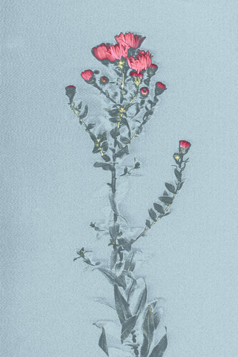 Plant II - Herbstaster - Grafik von Vera Zimmermann, Fotografie kaufen auf Singulart