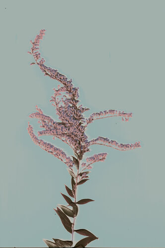 Plant III - Goldrute - Grafik von Vera Zimmermann, Fotografie kaufen auf Singulart