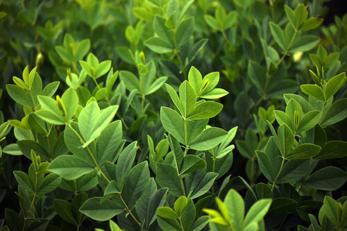 Green von Vera Zimmermann, Fotografie kaufen auf Singulart