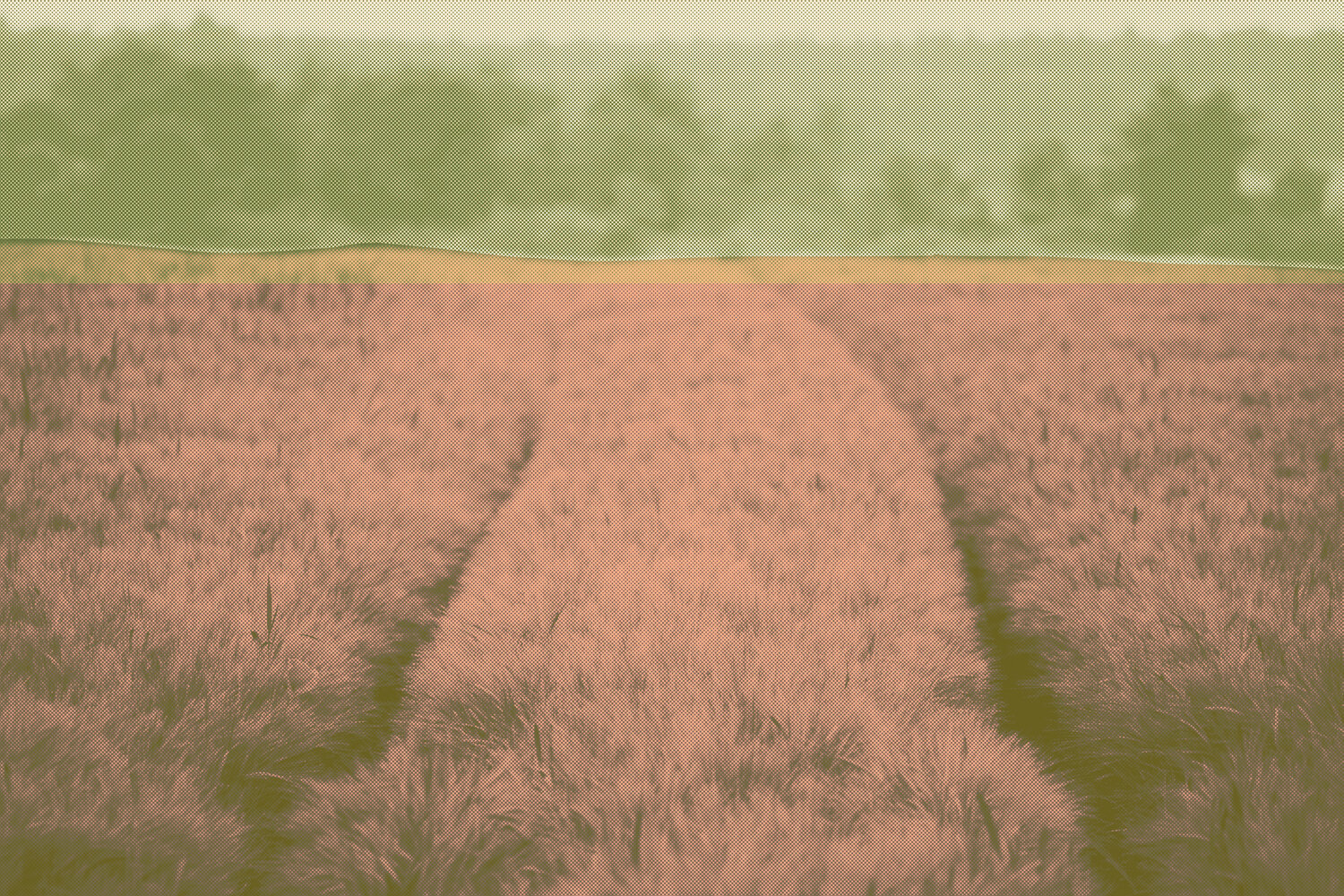 Feld Vera Zimmermann