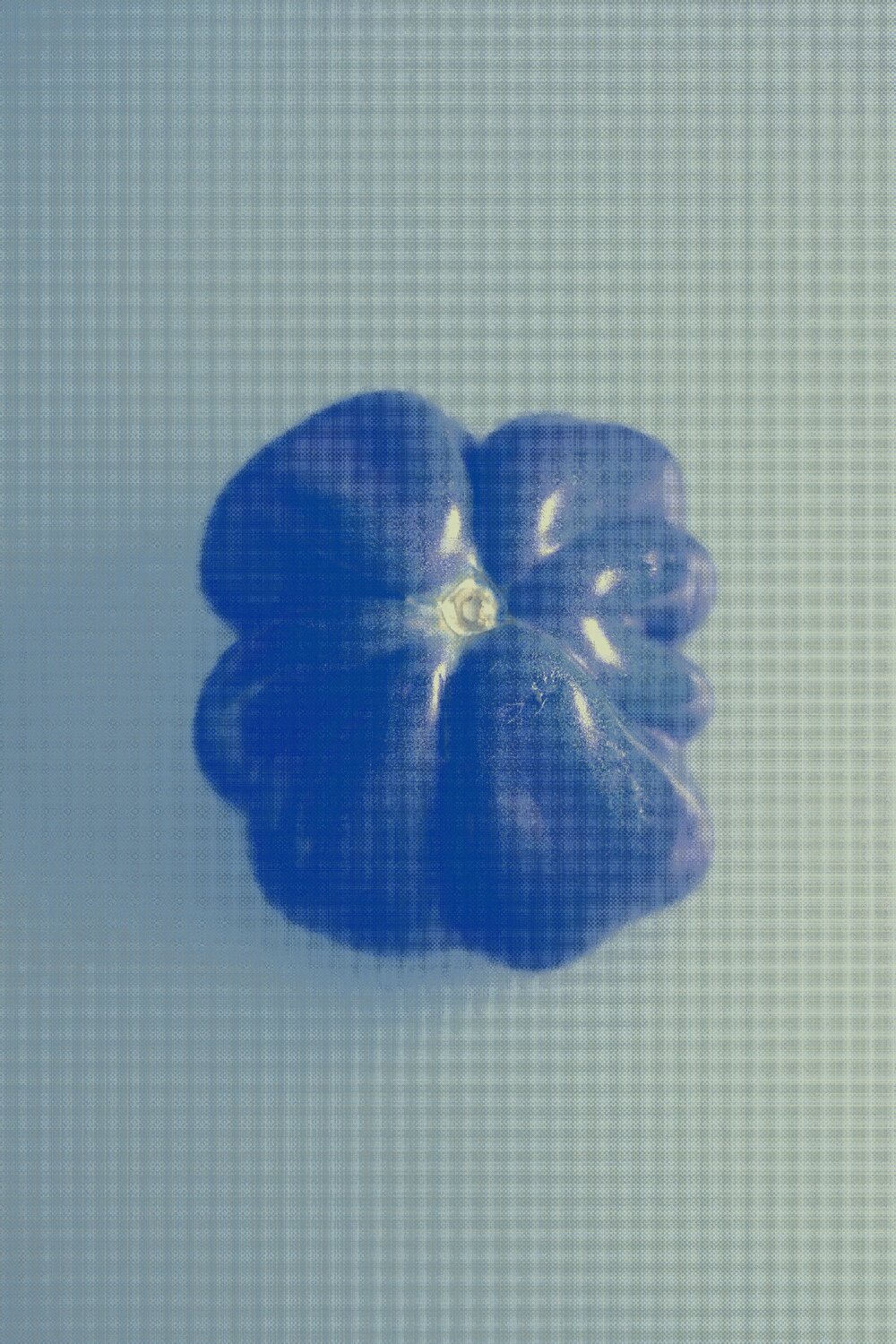 Tomate Vera Zimmermann