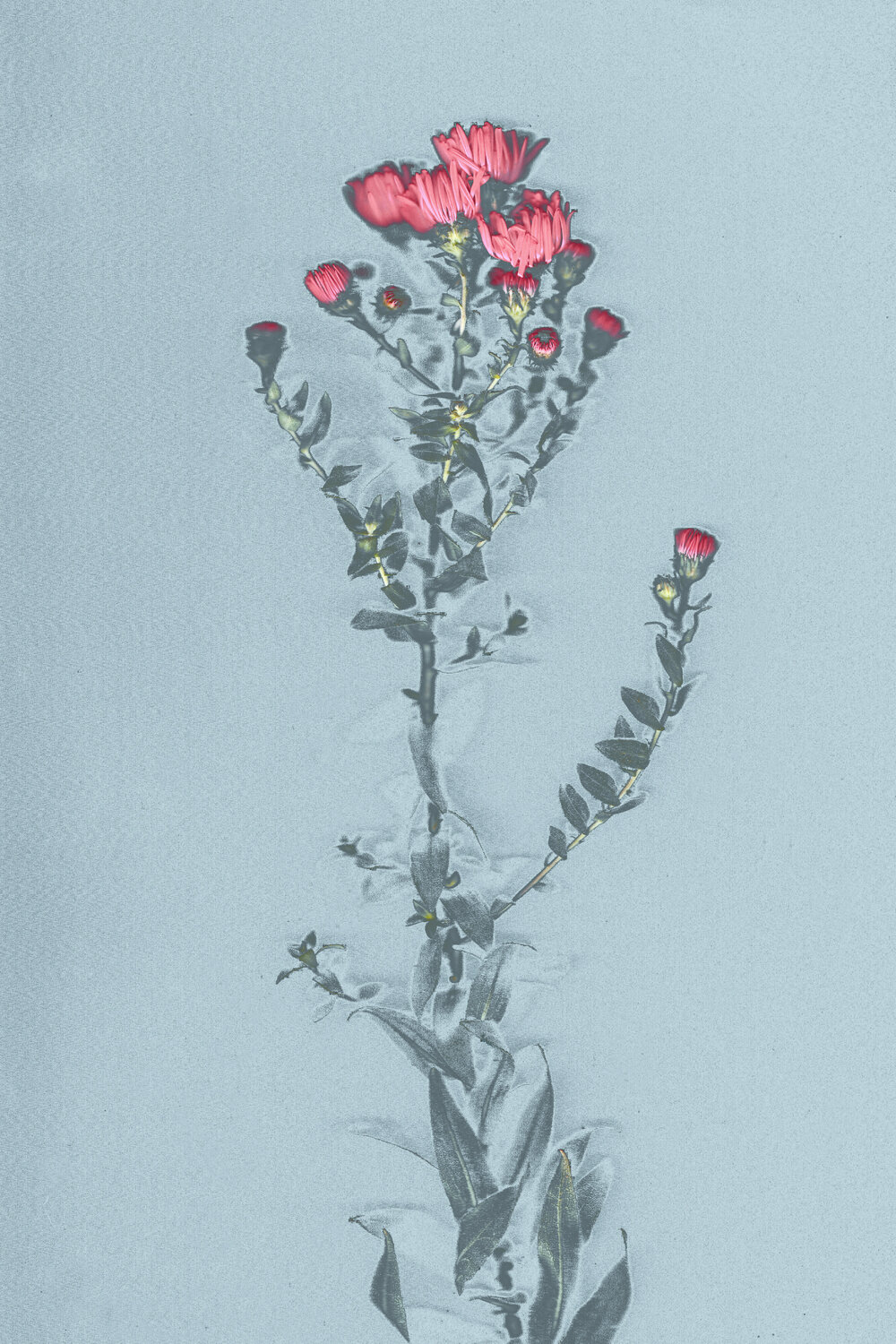 Plant II - Herbstaster - Grafik Vera Zimmermann