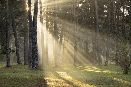 Pine Forest Sunshine di Michael Lesiv, Fotografia in vendita su Singulart