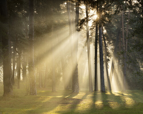 Sunny Morning in a Pine Forest van Michael Lesiv, Fotografie te koop op Singulart