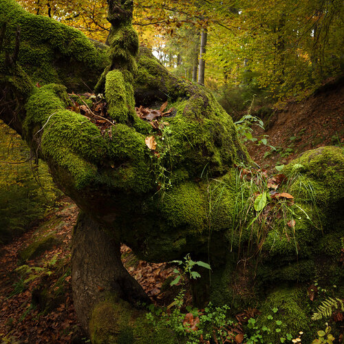 A Beautiful Autumn Forest de Michael Lesiv, Fotografía a la venta en Singulart