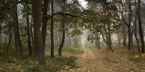 Morning Dream di Michael Lesiv, Fotografia in vendita su Singulart