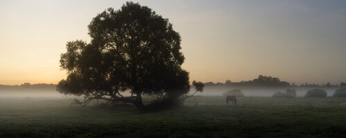 Foggy Dawn On The Meadow van Michael Lesiv, Fotografie te koop op Singulart