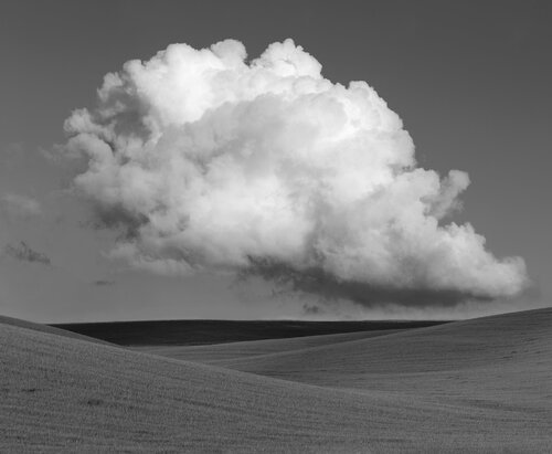 Free Like A Bird B&W de Michael Lesiv, Fotografía a la venta en Singulart