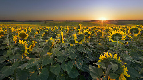 Towards The Sun by Michael Lesiv, 写真 for Sale on Singulart