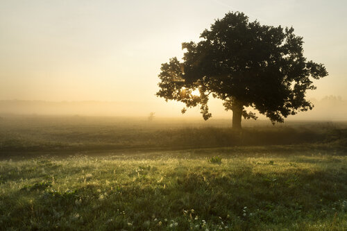 Oak Tree Sunrise van Michael Lesiv, Fotografie te koop op Singulart
