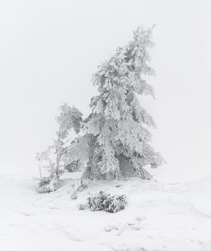 Loneliness Tree In Storm di Michael Lesiv, Fotografia in vendita su Singulart