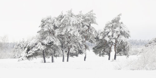 Winter Poetry l di Michael Lesiv, Fotografia in vendita su Singulart