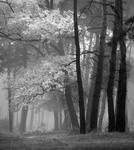Once Upon A Time B&W van Michael Lesiv, Fotografie te koop op Singulart