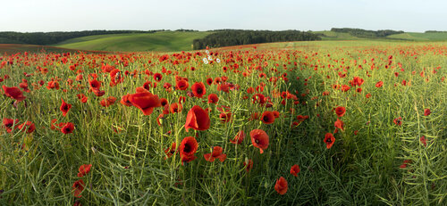 Poppies Thoughts di Michael Lesiv, Fotografia in vendita su Singulart