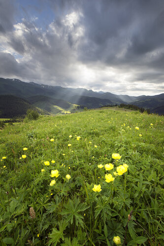 Floral Paradise on Mountain's Valley di Michael Lesiv, Fotografia in vendita su Singulart
