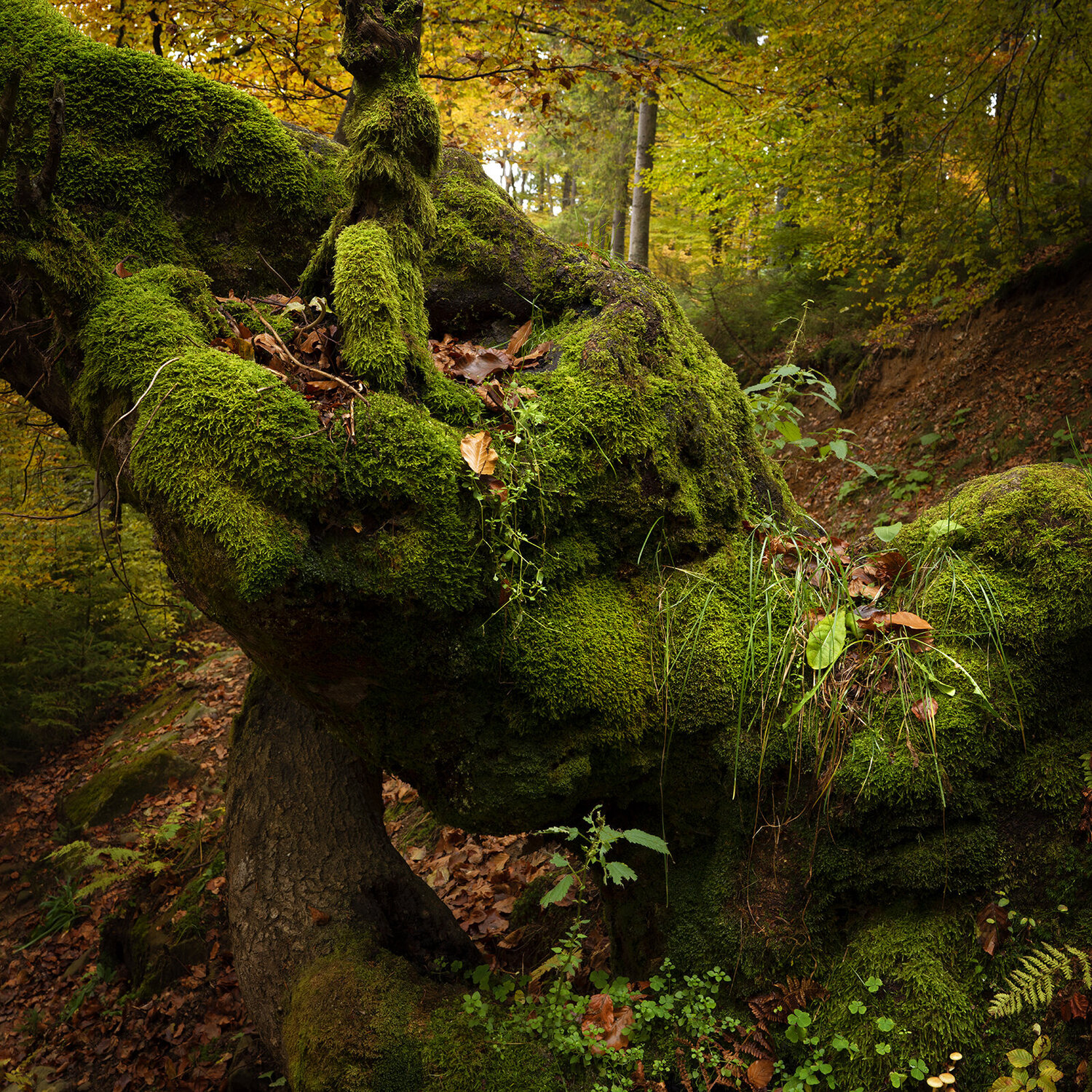 A Beautiful Autumn Forest Michael Lesiv