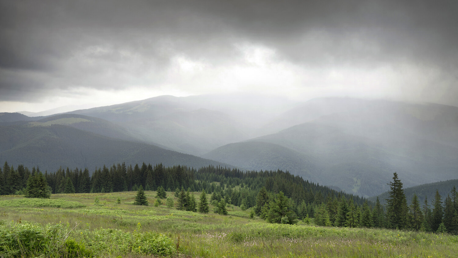 A Walk in the Summer Rain Michael Lesiv