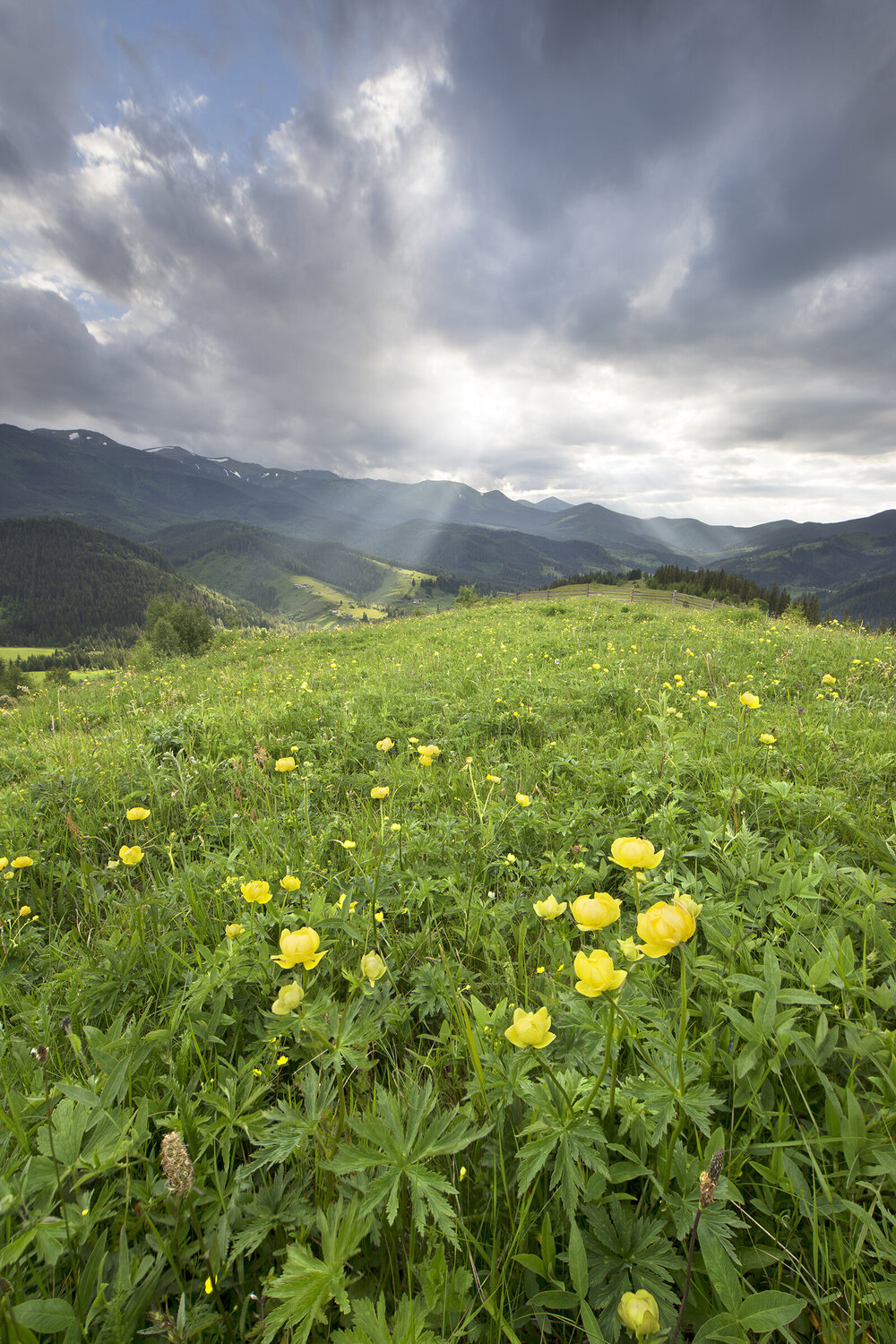 Floral Paradise of the Mountain Valley Michael Lesiv Fotografía en venta